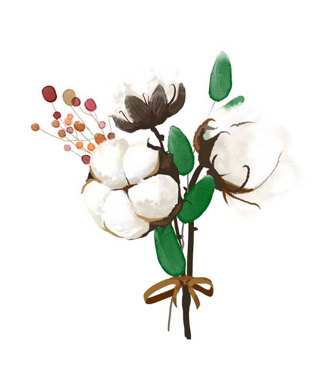 طرح لایه باز کلیپ آرت گل پنبه