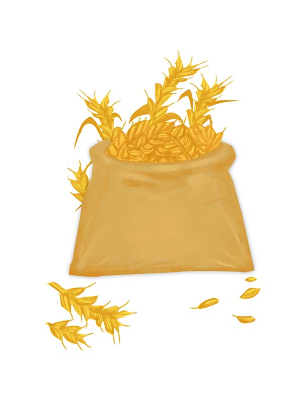 طرح لایه باز کلیپ آرت گونی گندم