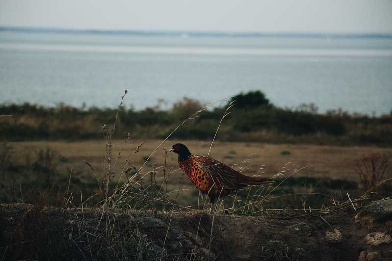 دانلود تصویر قرقاول روی تپه