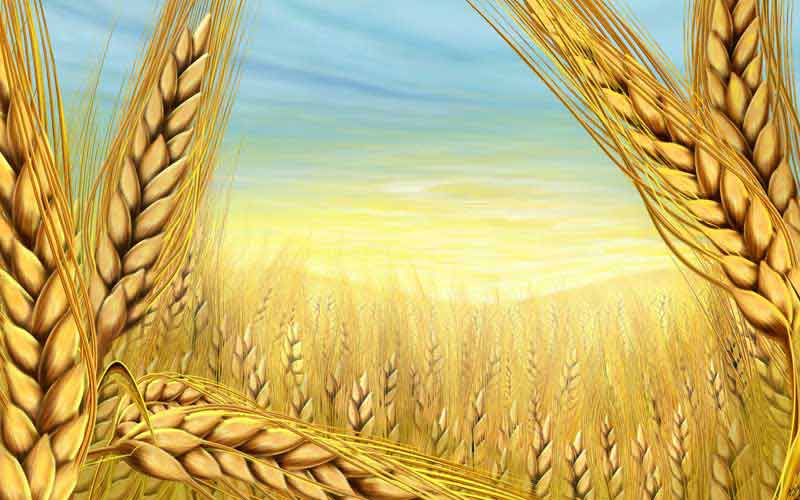 عکس لارج فرمت گندم زار طلایی