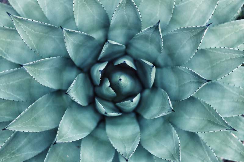 دانلود عکس گل کاکتوس از نزدیک