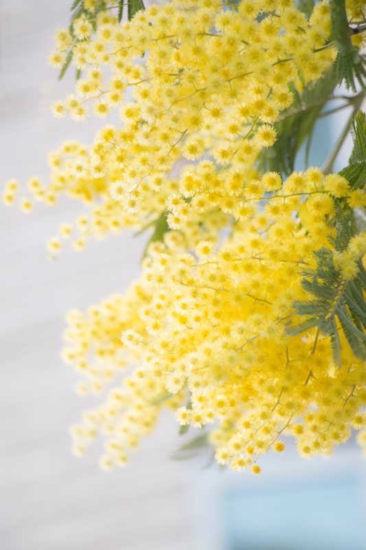دانلود عکس گلهای زرد درختی