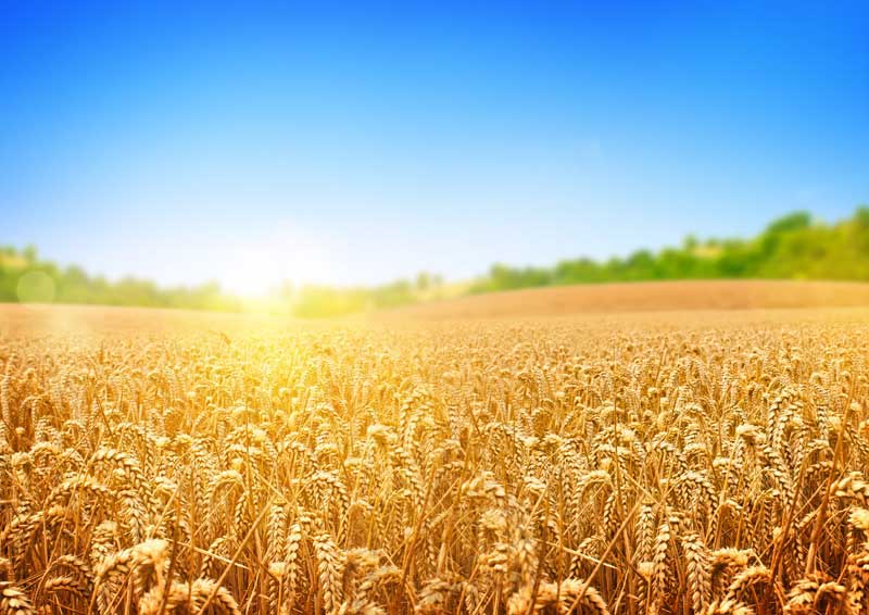 عکس گندم زار طلایی