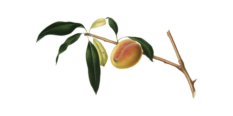 طرح کلیپ آرت زردآلو