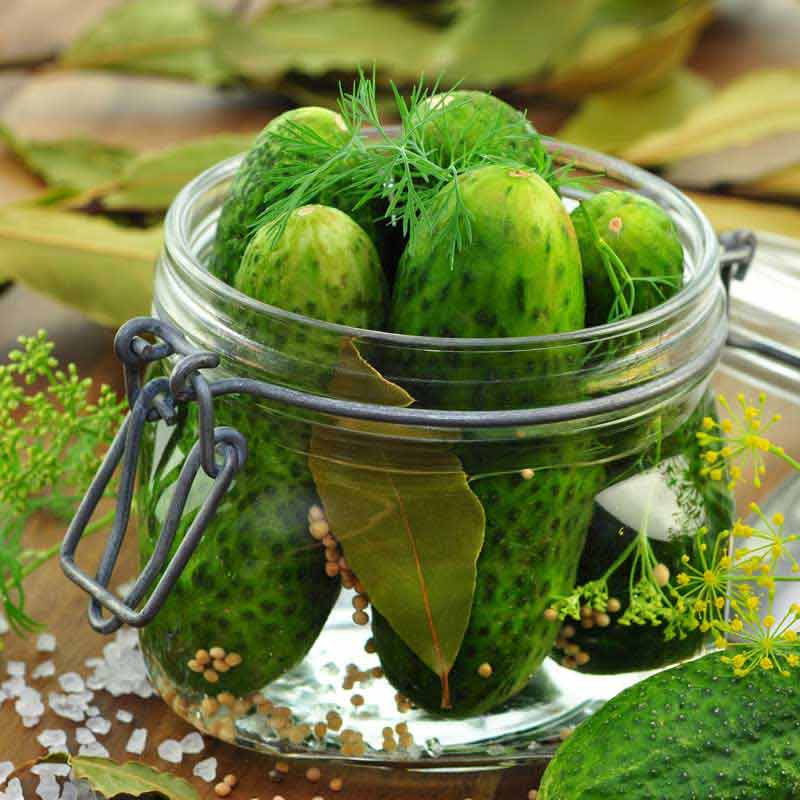 عکس زیبای تهیه خیار شور
