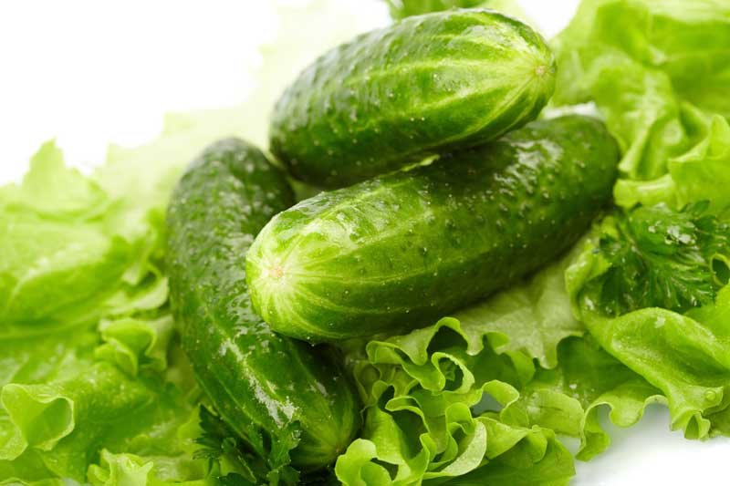 عکس زیبا از خیار و کاهو