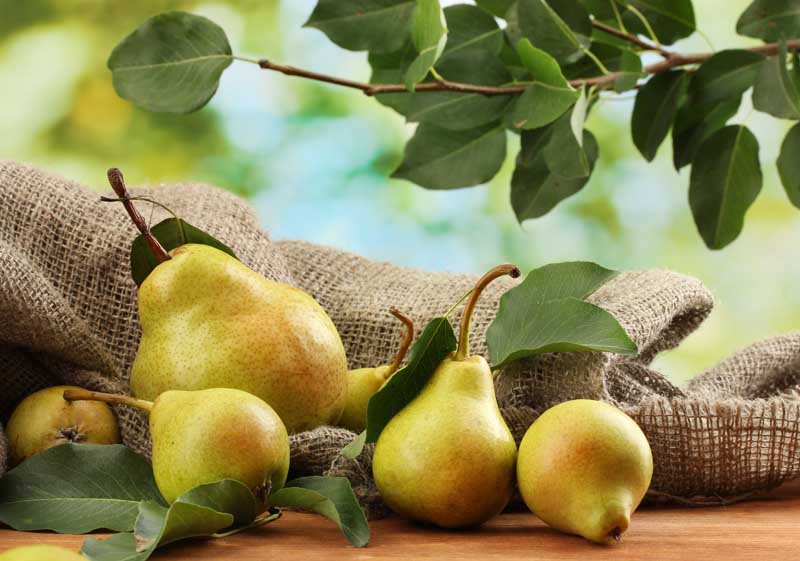 عکس لارج فرمت از گلابی های روی گونی