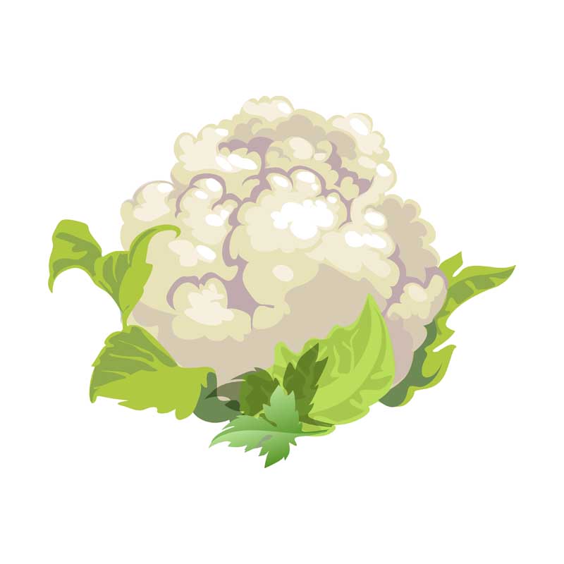 طرح کلیپ آرت گل کلم
