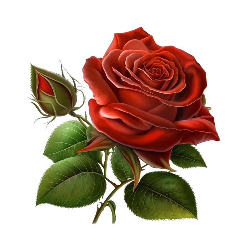 کلیپ آرت لایه باز گل رز با یک غنچه