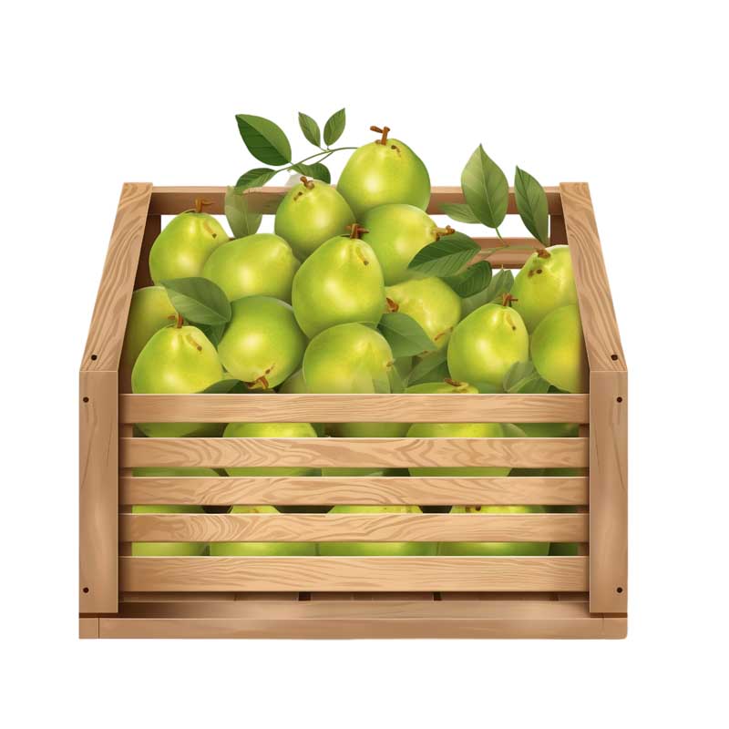 دانلود طرح سبد گلابی