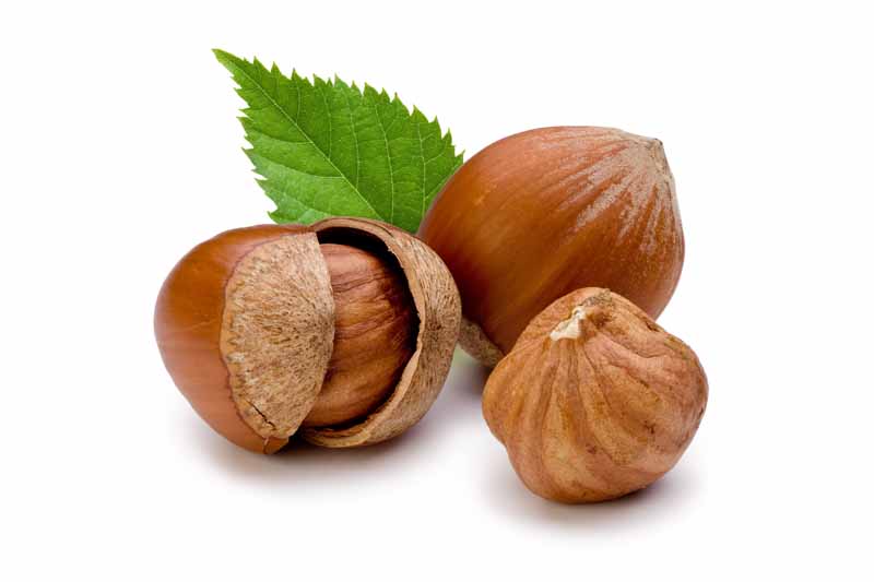 عکس با کیفیت سه عدد فندق