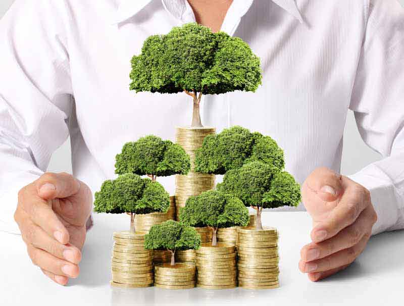 عکس با کیفیت از درختچه روی سکه ها