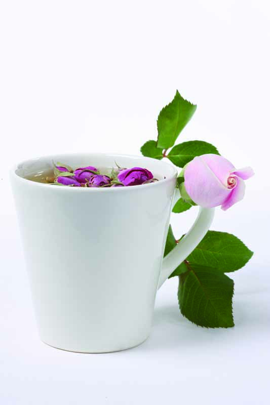 عکس لارج فرمت از دمنوش غنچه رز