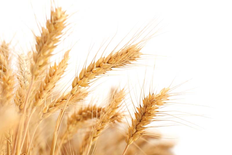 عکس با کیفیت از گندم طلایی
