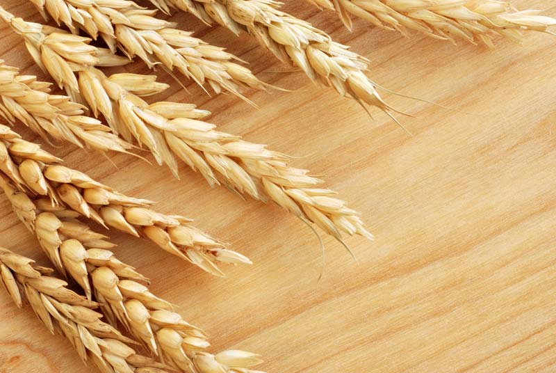 عکس با کیفیت از خوشه های گندم تازه