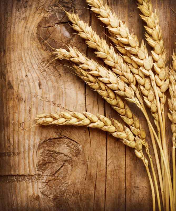 عکس با کیفیت از خوشه های گندم روی چوب